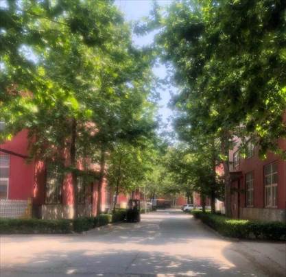 街道上有许多树